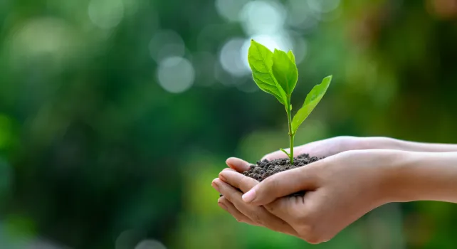 Zwei Hände tragen  Pflanzentrieb