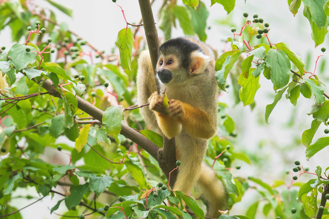 Foto von schwarzköpfigen Totenkopfäffchen