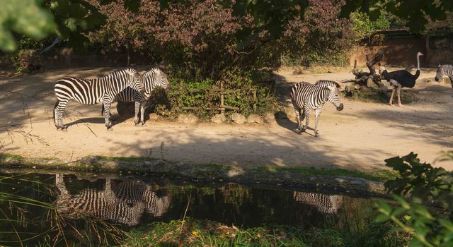 Zebras im Zoo Basel