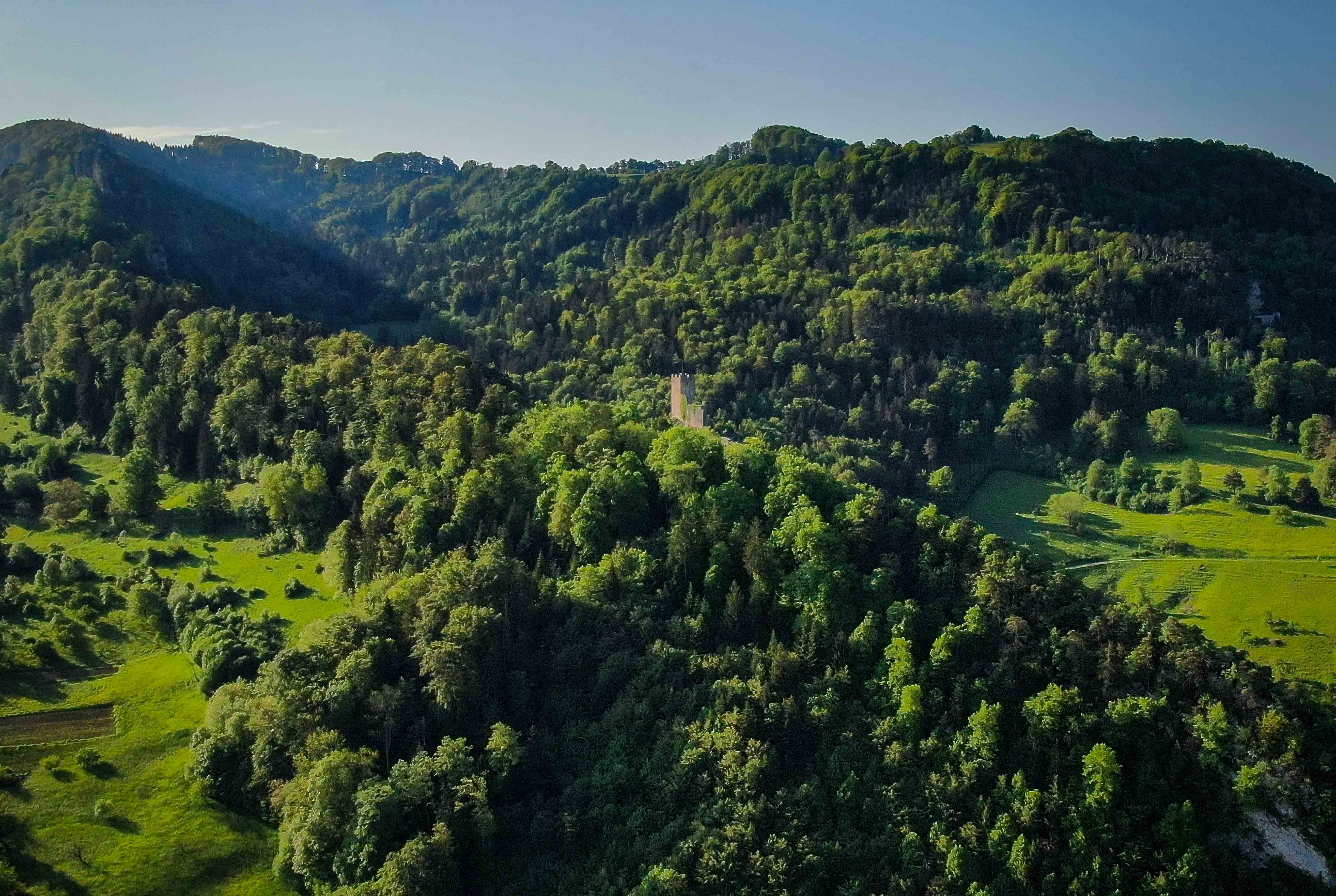 Junge Bäume im Wald