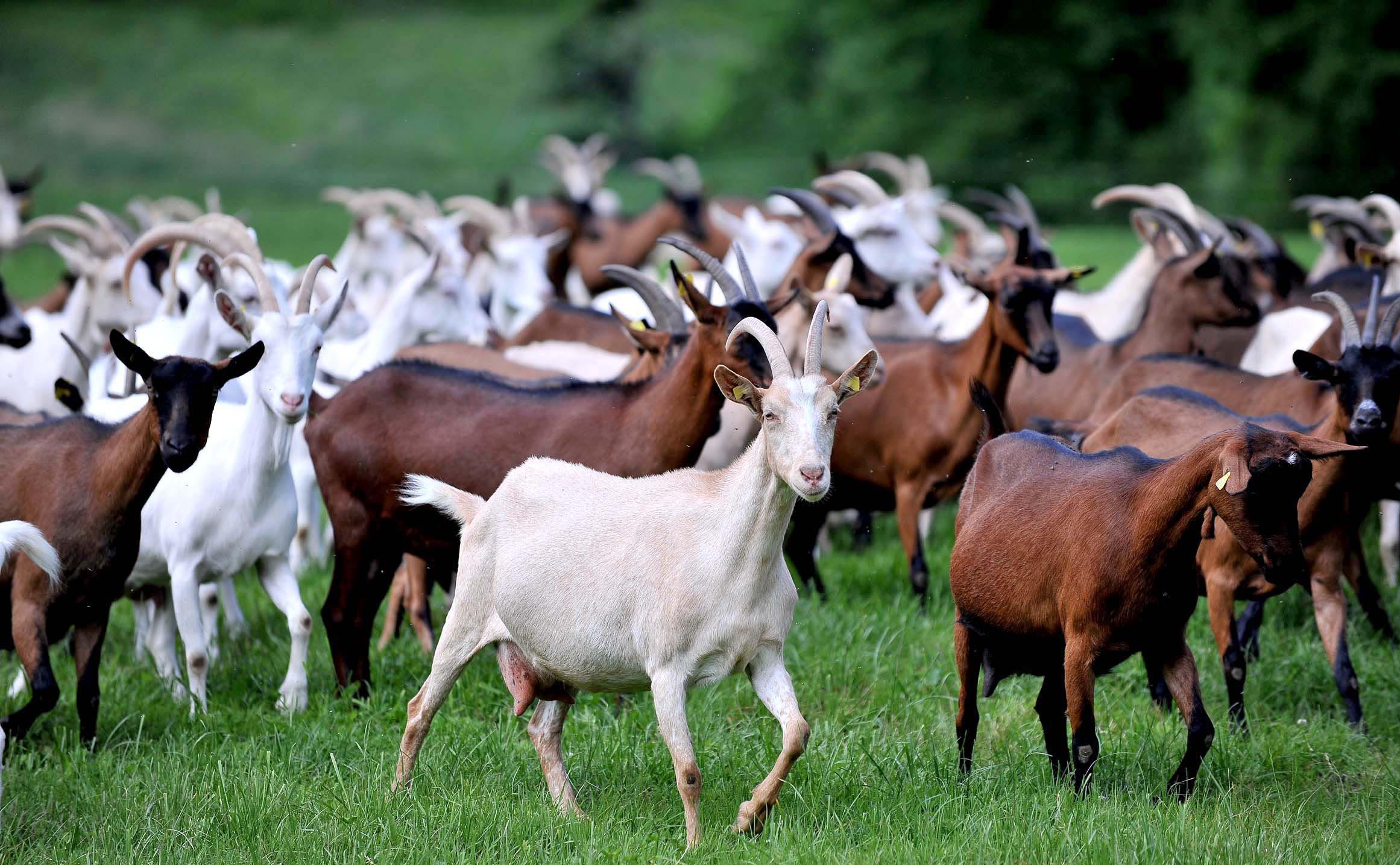 Ziegenherde auf Wiese